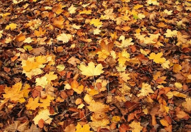 fall yard cleanup cover